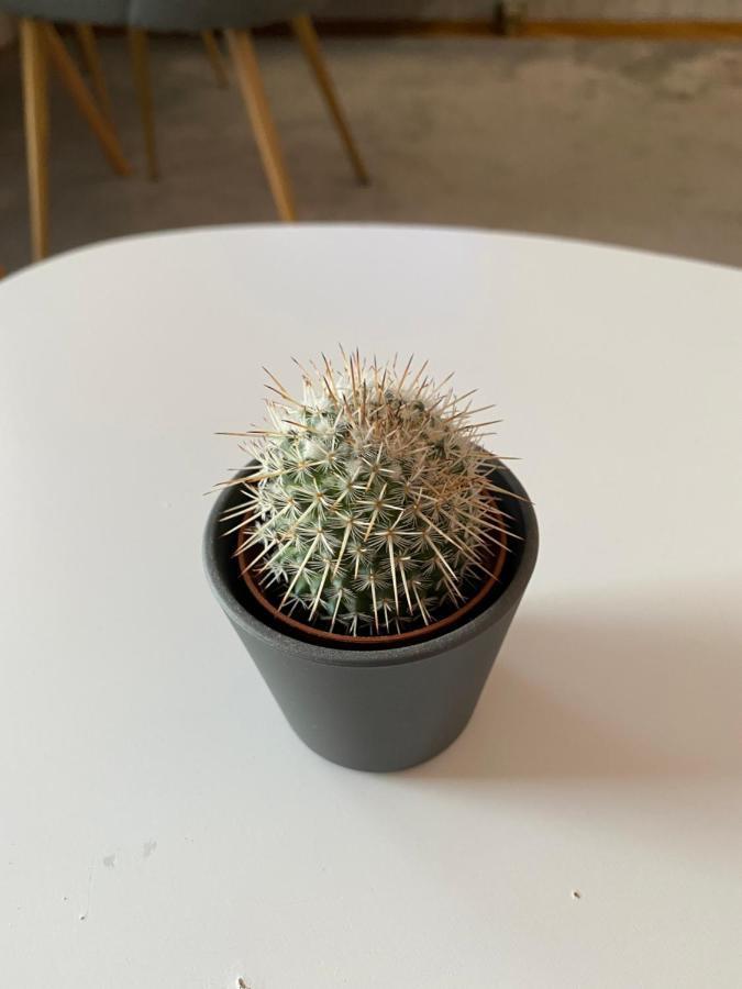 Apartment Cactus 021 Novi Sad Ngoại thất bức ảnh